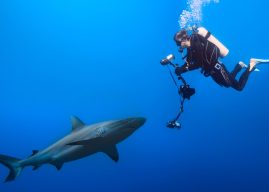 Swimming with Opportunity: How to Monetize the Domain SharkCamera.com