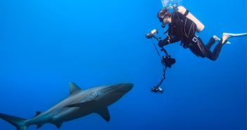 Swimming with Opportunity: How to Monetize the Domain SharkCamera.com