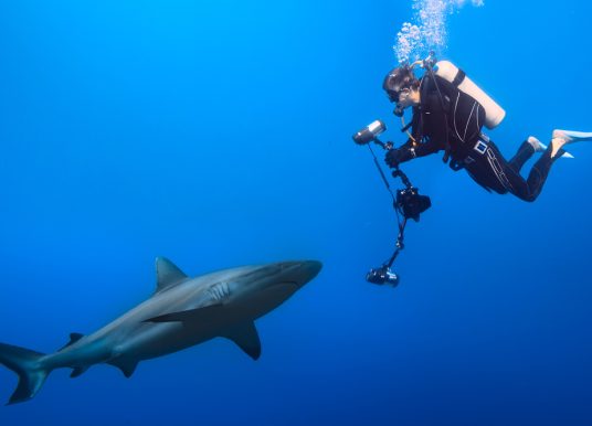 Swimming with Opportunity: How to Monetize the Domain SharkCamera.com